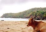 Skinny dip with only the cows for company