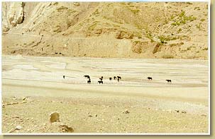 Yaks cross the Spiti
